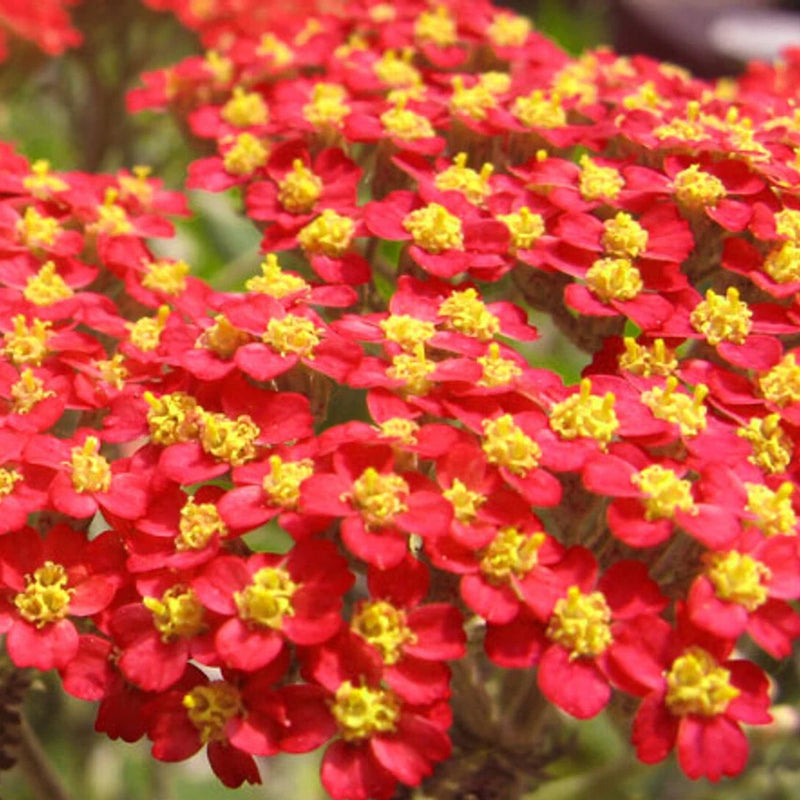 Red Yarrow Seeds | Heirloom / Non-GMO | Free Shipping | Seed Store | 1267 Flowering Plants