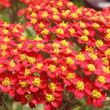 Red Yarrow Seeds | Heirloom / Non-GMO | Free Shipping | Seed Store | 1267 Flowering Plants