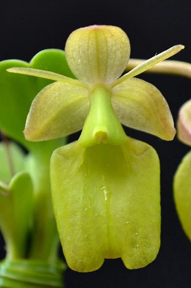 Epidendrum orbiculatum orchid with pale yellow-green petals and curled lip