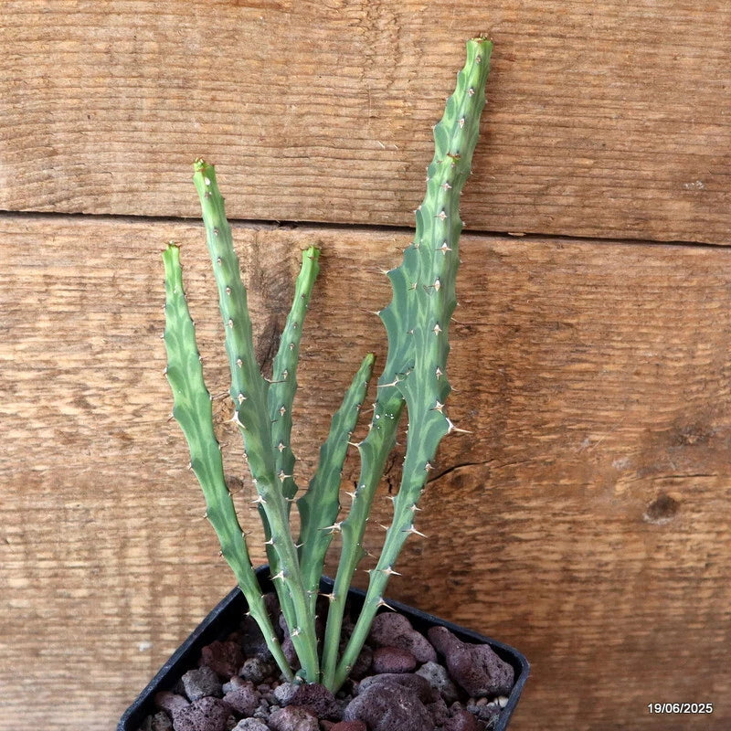 D4716 EUPHORBIA BURUANA pot10-H21-W7 cm MaMa Cactus Green Plant