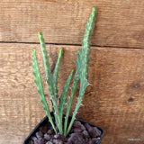 D4716 EUPHORBIA BURUANA pot10-H21-W7 cm MaMa Cactus Green Plant