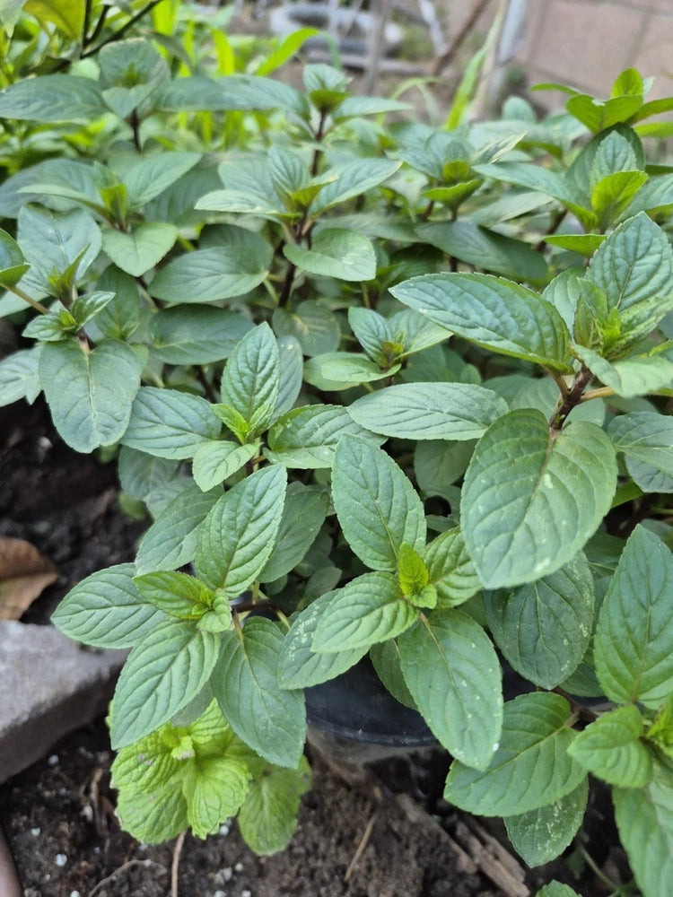 FIVE  Chocolate Mint  Plants (4-6") - Mentha Fragrant Perennial Herb Flowering Plants