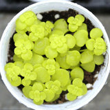 Lithops bonsai SS0053 Living Stones Flower Succulent Cactus Rare Succulent seeds Orchids
