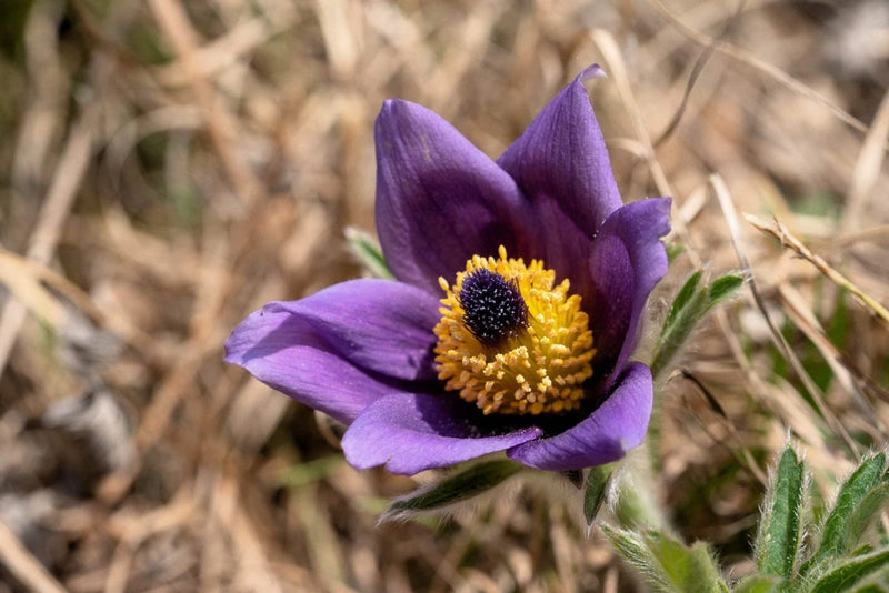 50 PULSATILLA Chinensis / Chinese Purple PASQUE Flower ANEMONE Herb Seeds Flowering Plants