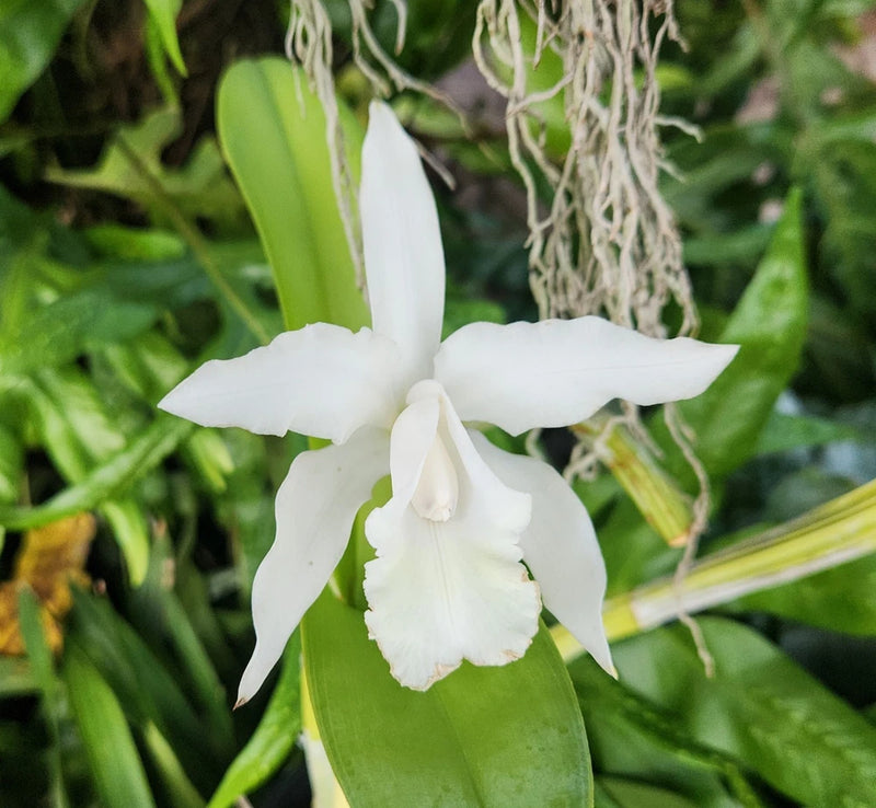 White Cattleya orchid flowers with broad petals and a textured lip