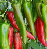 ANAHEIM CHILI PEPPER SEEDS 50+ GARDEN vegetable HOT SPICY salsa FREE SHIPPING Garden Plants