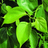 Green milkweed climber Dry Leaves 15g Sri Lanka 100% Natural Cotton milk plant Green Plant