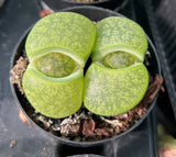 Lithops, 'Green' Stone Faces, two heads, comes in a 2.5" Pot Green Plant