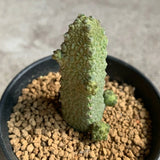 3CM Succulent Cactus Plant Pseudolithos Caput-Viperae Apocynaceae Home Garden Garden Plants