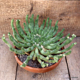 D4076 EUPHORBIA INERMIS pot20-H15-W28 cm MaMa Cactus Green Plant