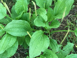 2000 Broad Leaf Home Garden Organic Plantain Plantago Major Rosularis Herb Seeds Garden Plants