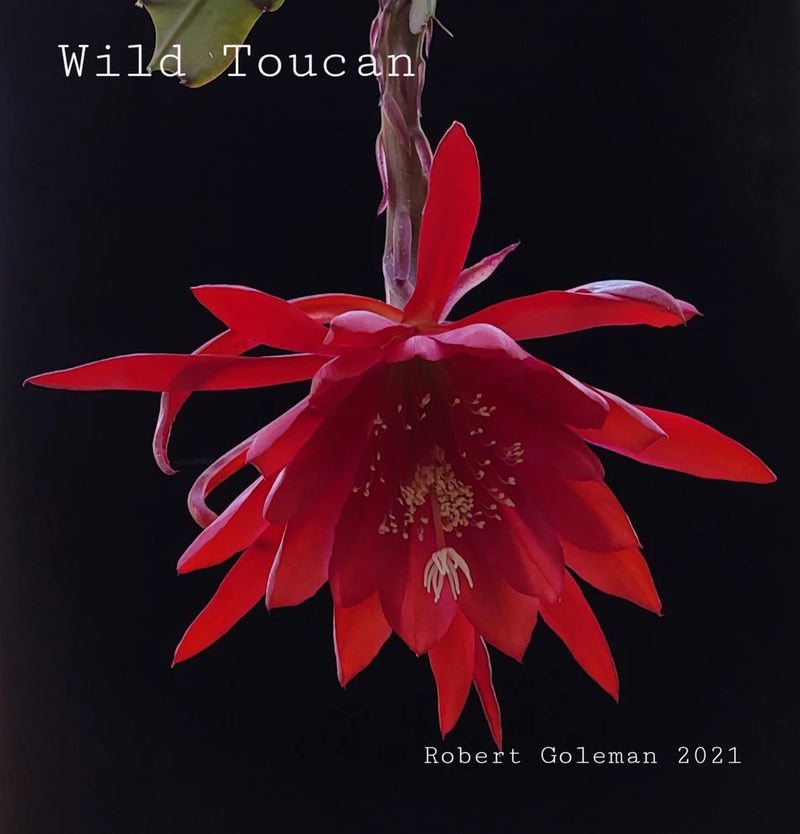 Red orchid cactus flower with long pointed petals and central stamens
