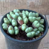 D6828 CONOPHYTUM CUPREIFLORUM pot12-H6-W12 cm MaMa Cactus Green Plant