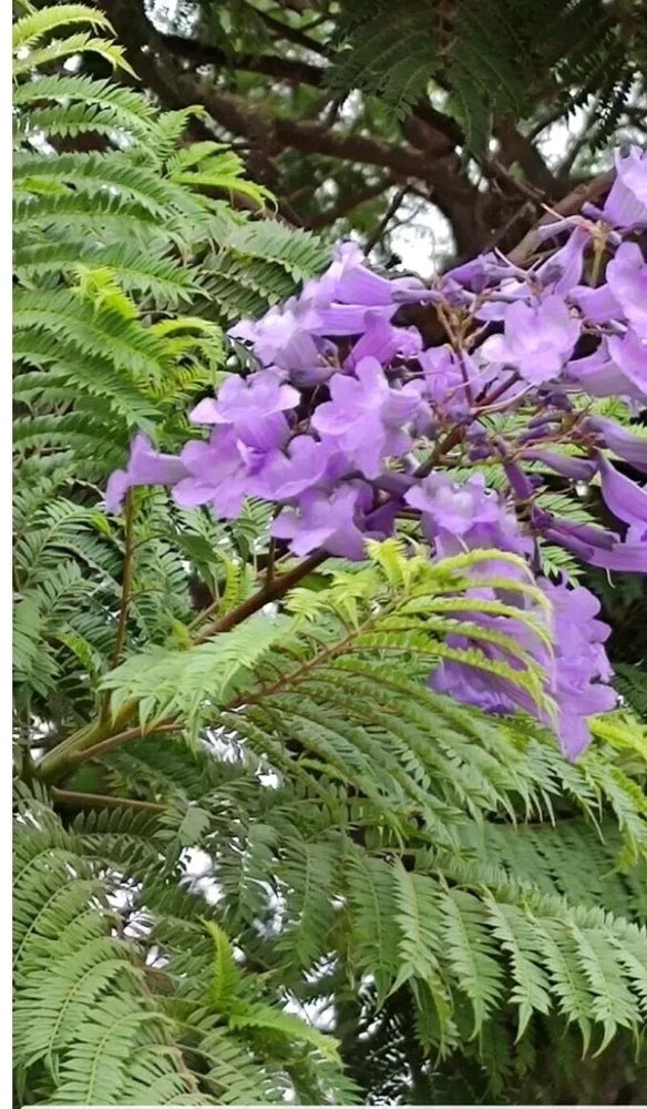 JACARANDA MIMOSIFOLIA,  BLUE rare flowering tree flamboyan delonix seed 12 seeds Orchids