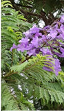 JACARANDA MIMOSIFOLIA,  BLUE rare flowering tree flamboyan delonix seed 12 seeds Orchids