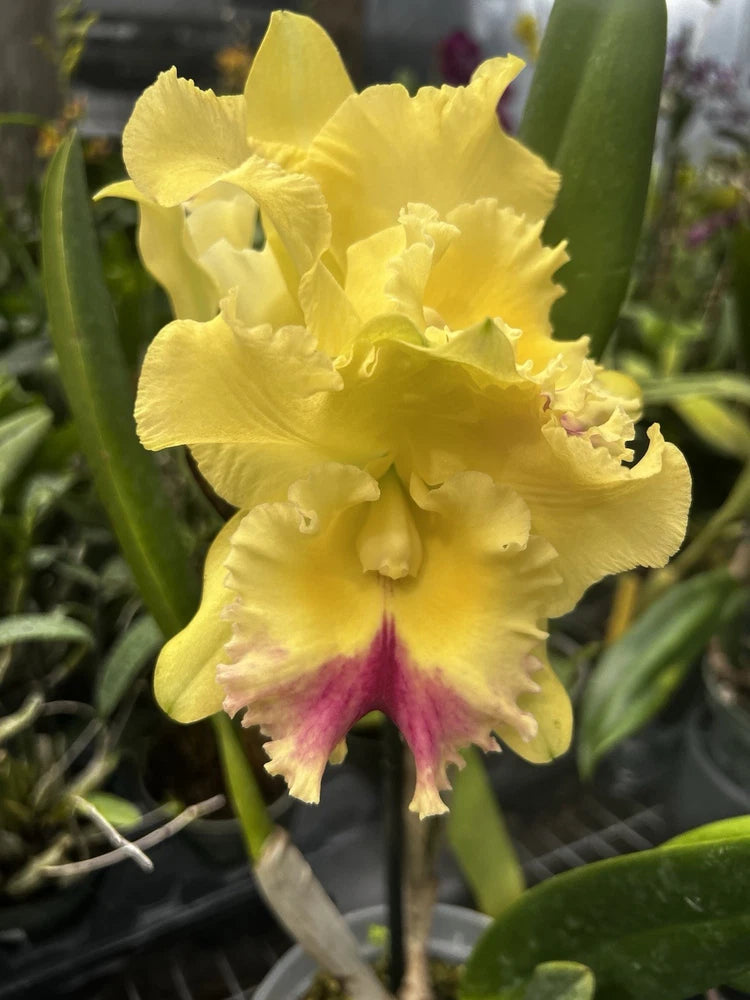 Yellow orchid with ruffled petals and magenta center, with green leaves.