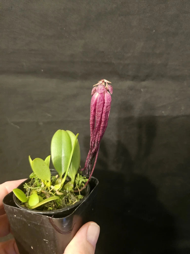 Pink-flowered Bulbophyllum orchid plant in small pot with green leaves