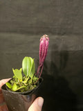Bulbophyllum treschii. Blooming size bulbophyllum orchid species. Orchids