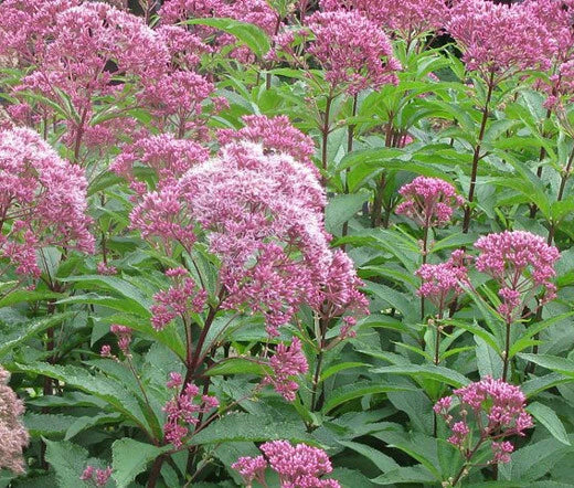 JOE PYE WEED SPOTTED Eupatorium Maculatum - 1,250 Bulk Seeds Garden Plants