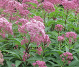 JOE PYE WEED SPOTTED Eupatorium Maculatum - 1,250 Bulk Seeds Garden Plants
