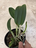 Orchid live Cattleya Lady Veitch (C. warneri alba x C. lueddemanniana alba )-pot Orchids