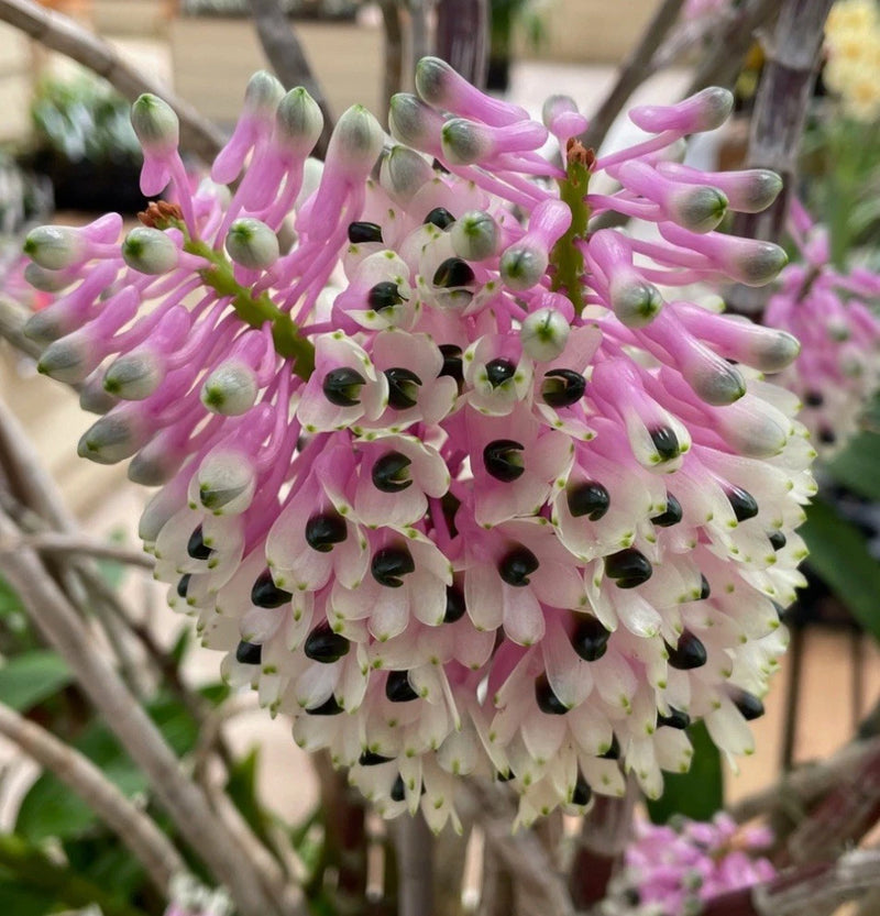 Pink and white dendrobium orchid flower cluster with green buds
