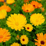 Fiesta Gitana Calendula Seeds | Heirloom | Edible Flowers | Free Shipping | 1206 Flowering Plants