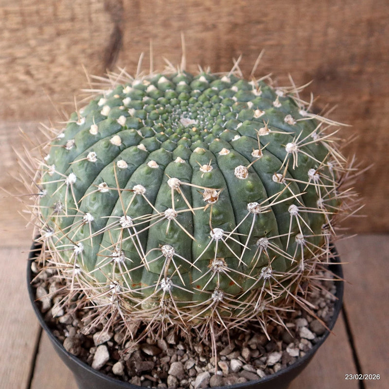 D7866 GYMNOCALYCIUM VIEDTZIANUM pot18-H13-W17 cm MaMa Cactus Green Plant