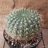 D7866 GYMNOCALYCIUM VIEDTZIANUM pot18-H13-W17 cm MaMa Cactus Green Plant