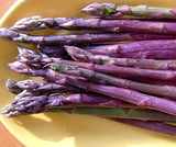 6  Asparagus Crowns "Purple Passion" (Pack of 6 Bare Root Plants) Zones 3-8 Green Plant