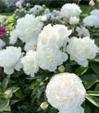 Double White Alba Peony Live Perennial Flower Bare Root Plant Full Sun US Seller Peony