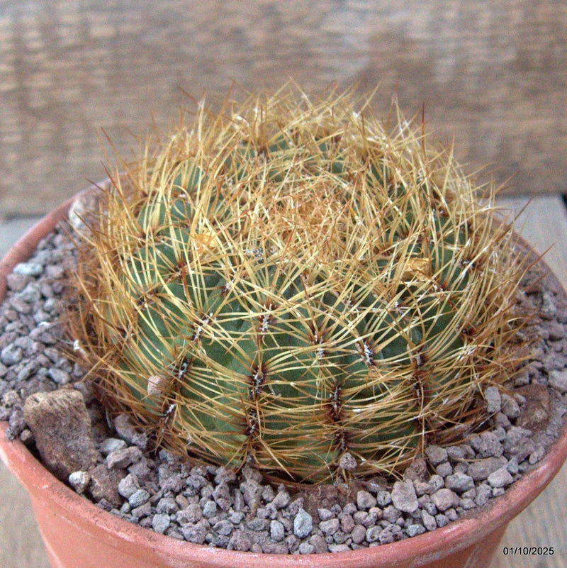 D6771 OROYA PERUVIANA pot15-H7-W10 cm MaMa Cactus Green Plant