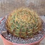 D6771 OROYA PERUVIANA pot15-H7-W10 cm MaMa Cactus Green Plant