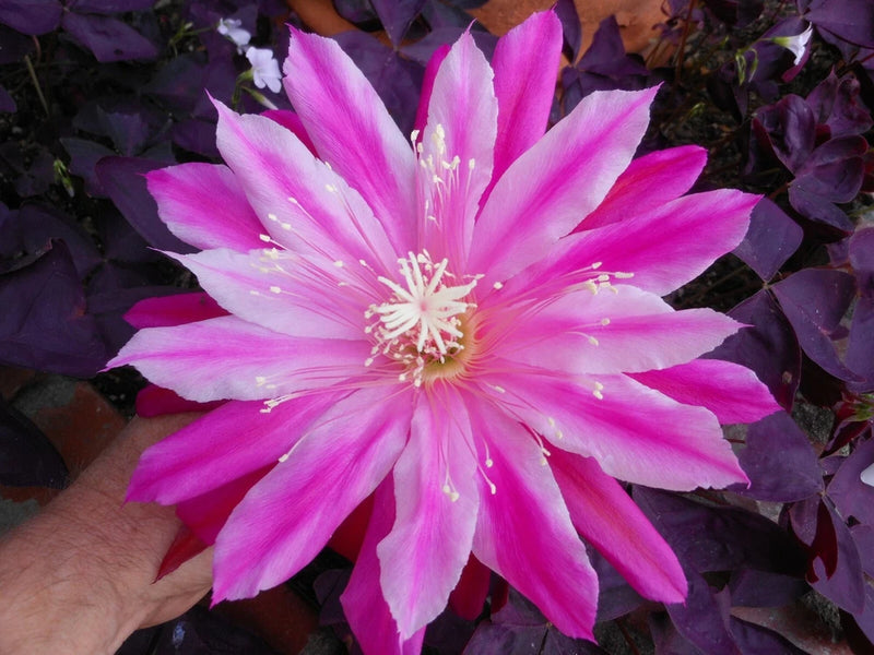 EPIPHYLLUM ORCHID CACTUS     DAISY DEAN Orchids