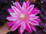 EPIPHYLLUM ORCHID CACTUS     DAISY DEAN Orchids