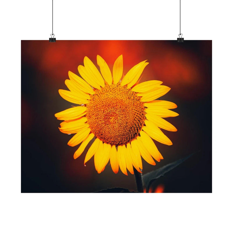 Sunflower nature photography print with bright yellow petals and orange textured center