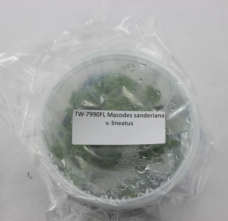 Jewel orchid plant vial with green tissue, clear container with identification label