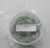 FLASK Macodes sanderiana v. lineatus JEWEL Orchids