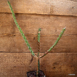 D4659 EUPHORBIA GLOCHIDIATA pot10-H46-W26 cm MaMa Cactus Green Plant
