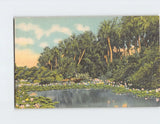 Water lily floral landscape postcard with pond lilies and palm trees