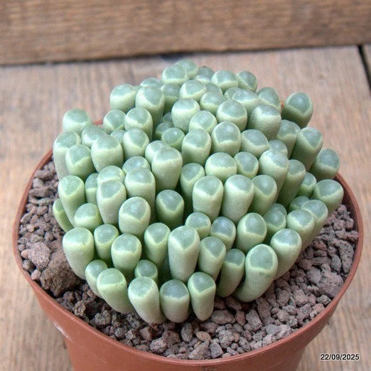 D6541 FRITHIA PULCHRA pot12-H7-W12 cm MaMa Cactus Green Plant
