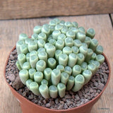 D6541 FRITHIA PULCHRA pot12-H7-W12 cm MaMa Cactus Green Plant
