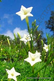 WHITE CYPRESS VINE ipomoea quamoclit @j@ morning glory star flower seed 15 seeds Orchids
