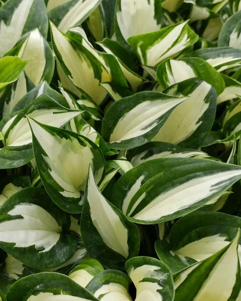 Hosta Fire and Ice Liner Plug White Variegated Shade Hosta Starter Plant Garden Plants