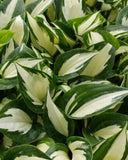 Hosta Fire and Ice Liner Plug White Variegated Shade Hosta Starter Plant Garden Plants