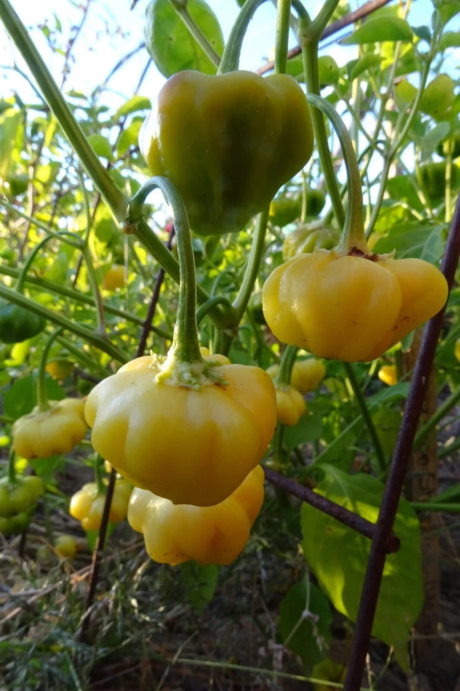 Brazilian Yellow Starfish - rare and beautiful pepper Garden Plants