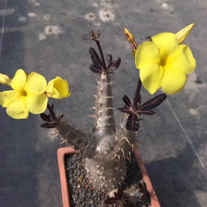 10-15CM Succulent Cactus Plant Pachypodium Rosulatum Subsp. Cactipes Home Garden Garden Plants