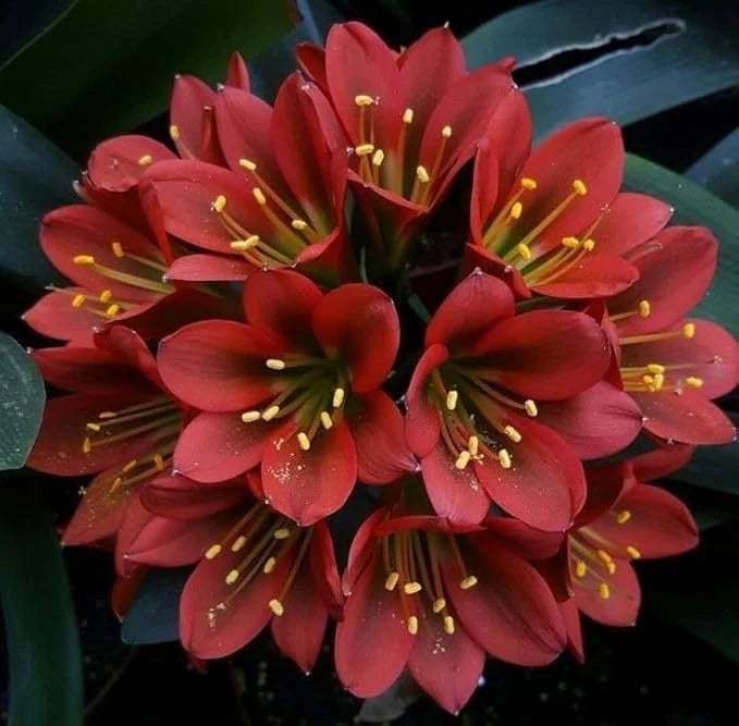 Red clivia flower cluster with yellow stamens for home garden bulbs