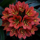 Clivia Imported Flower Bulbs for Home and Garden Pack Of 2 Bulbs (BROWN) Lily