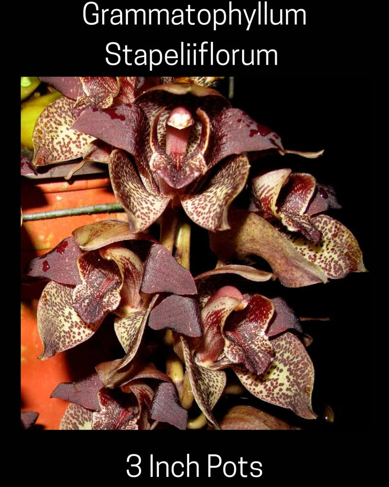 Grammatophyllum Stapeliiflorum Orchid, Deep Burgundy Flowers, Terrible Plant Orchids